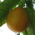 Павловский апельсин