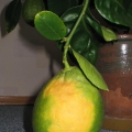 Юбилейный лимон